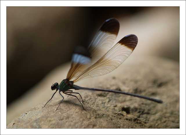 Dragonfly