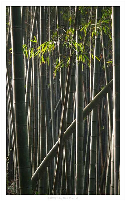 bambooforest