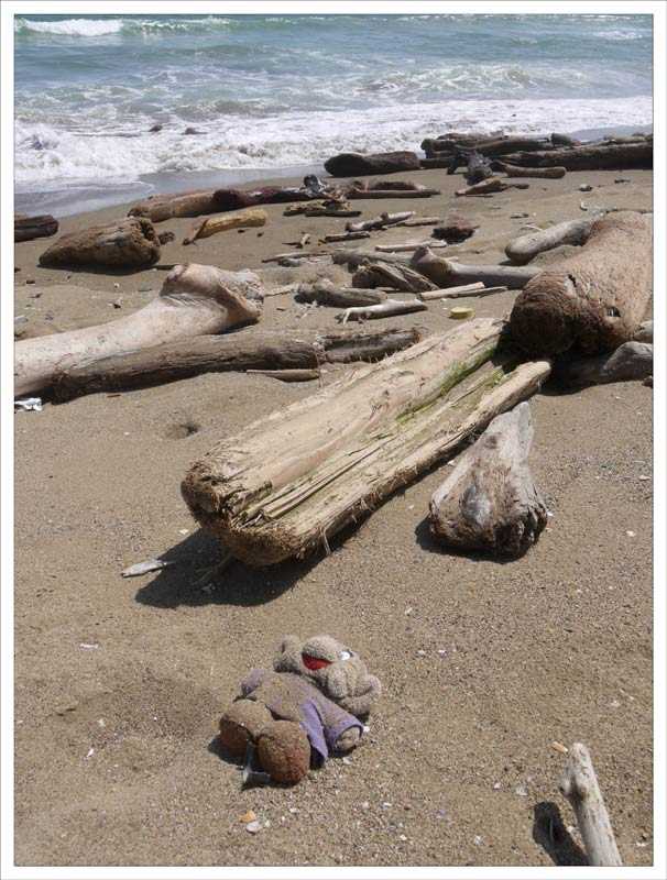 driftwood