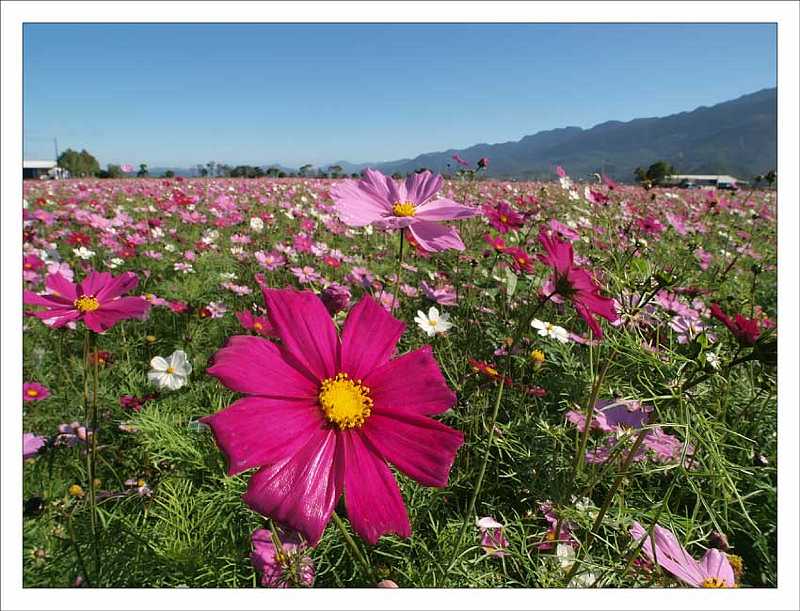 spring_flowers