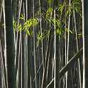 bambooforest